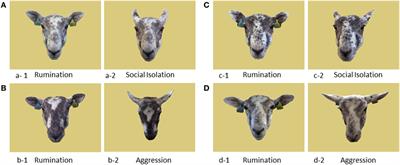 Valence of Facial Cues Influences Sheep Learning in a Visual Discrimination Task